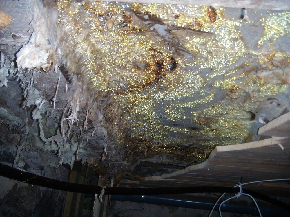 Mérule étalée au plafond d'une cave, couverte de gouttelettes qui brillent à la lumière