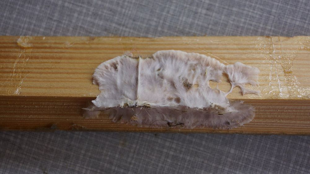 Voile de mycélium blanc-gris étalé sur une planche en bois