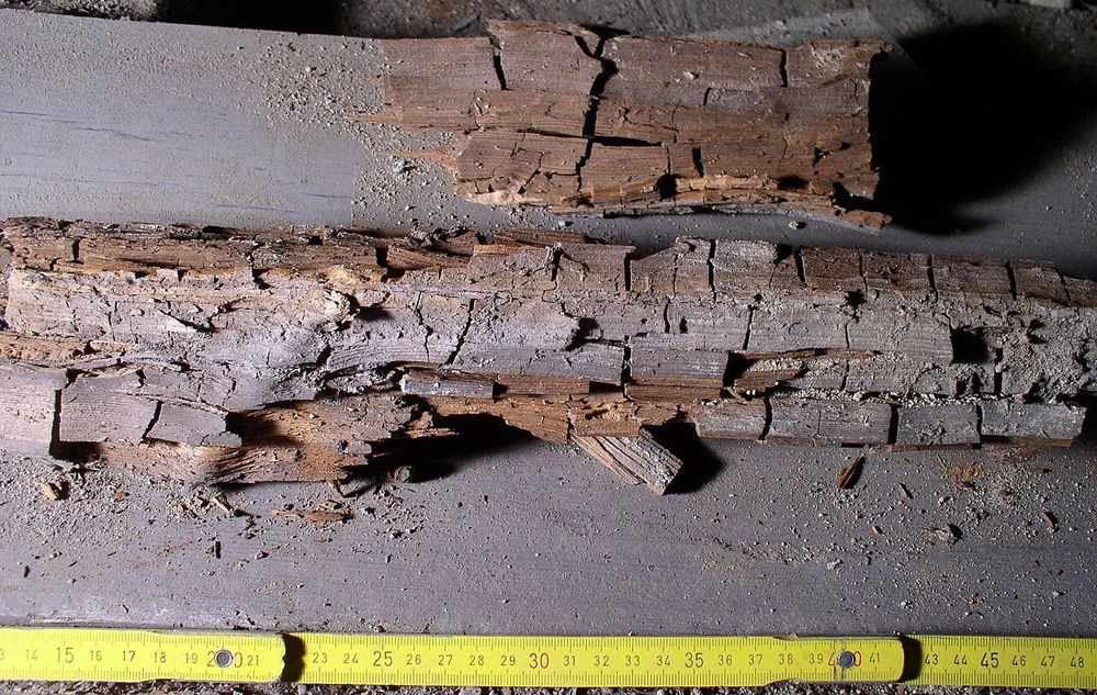 Mérule sur béton, plâtre, OSB ou poutre 