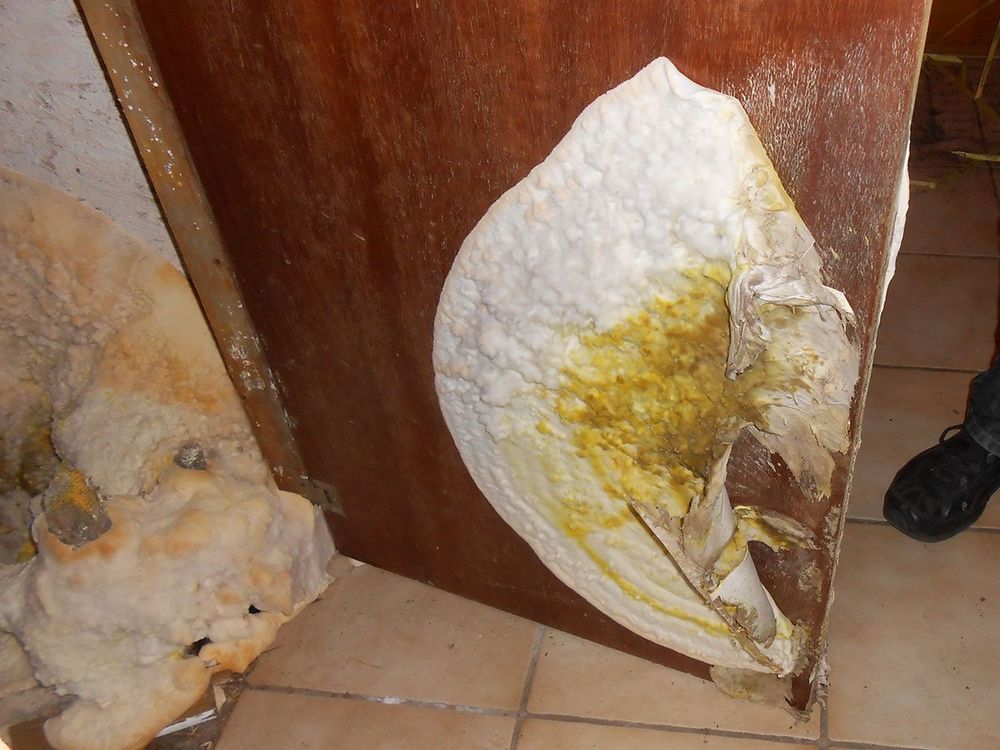 Fructification de mérule en forme d'éventail blanc-jaune dans l'angle d'un encadrement de porte en bois