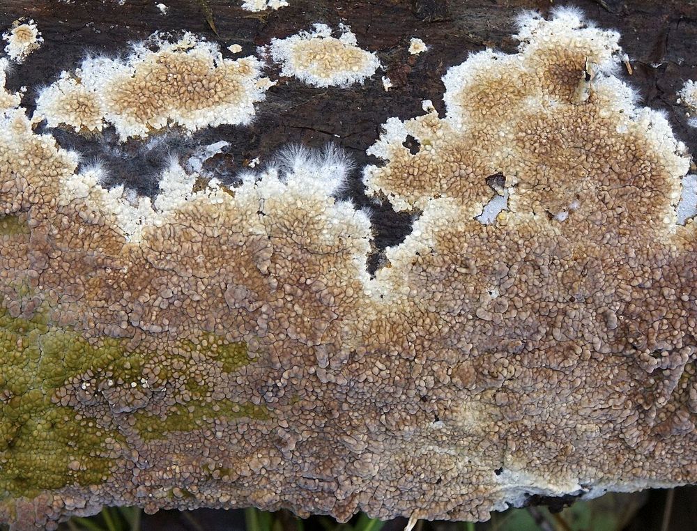 champignon lignivore sur du bois