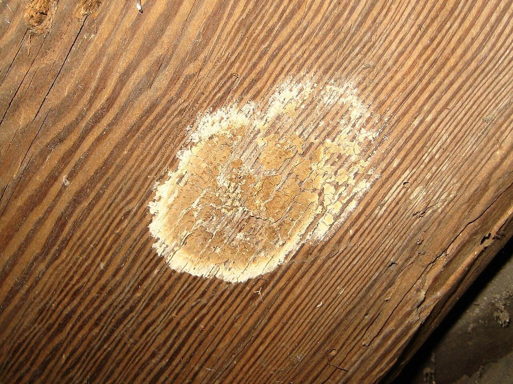 Tache ocre de coniophore à bord crème sur une planche humide