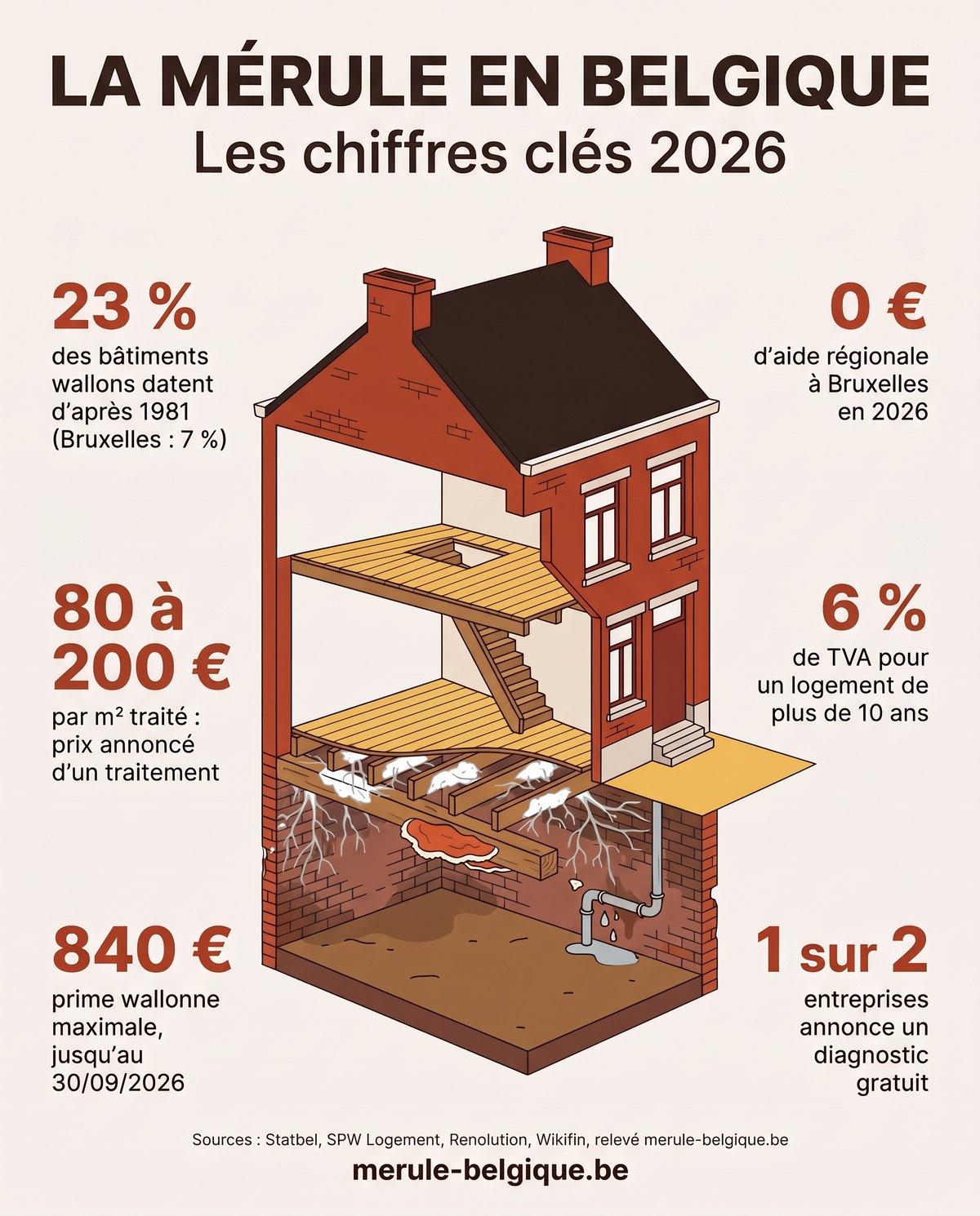 Infographie : la mérule en Belgique, les chiffres clés 2026