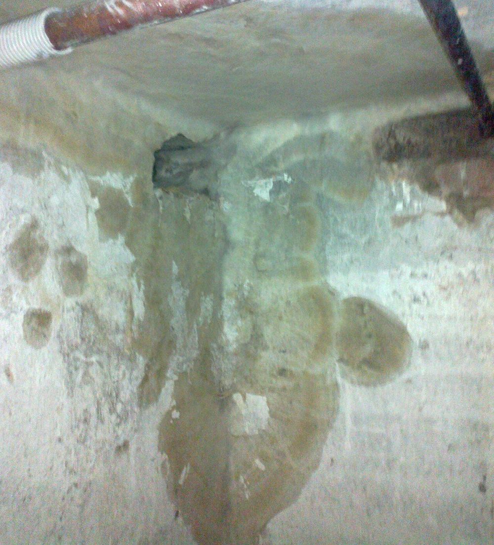 Mycélium blanc de Fibroporia vaillantii étalé sur du bois humide