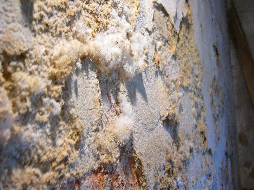 Salpêtre ou mérule ? Les différences à v