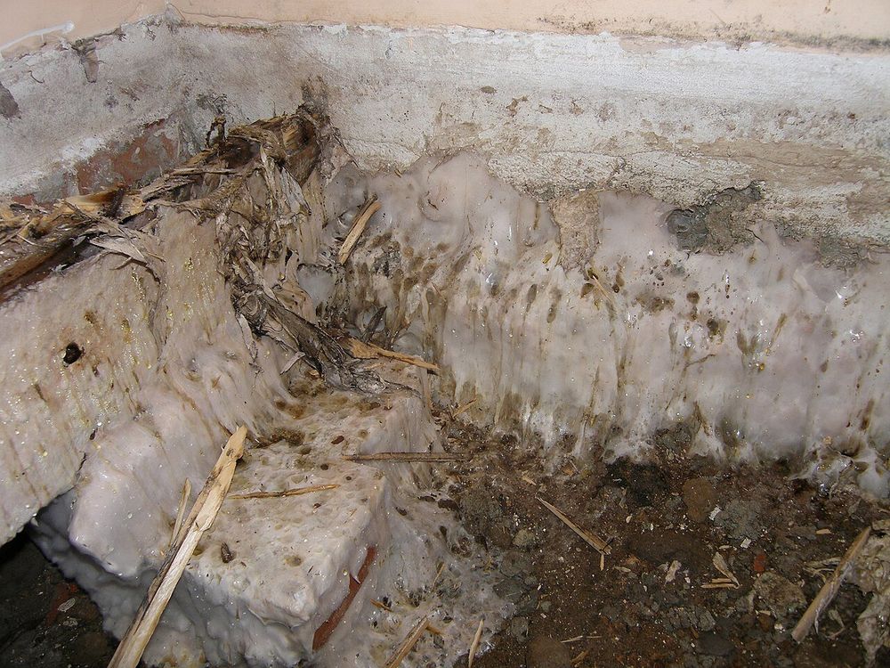 La mérule est-elle dangereuse pour la sa